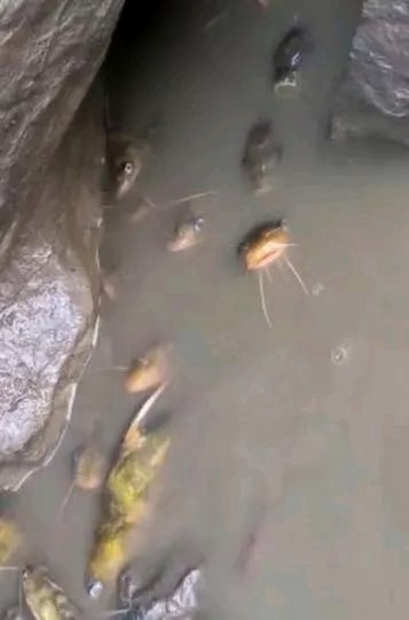 这臭水沟里发现的鱼,能吃吗?