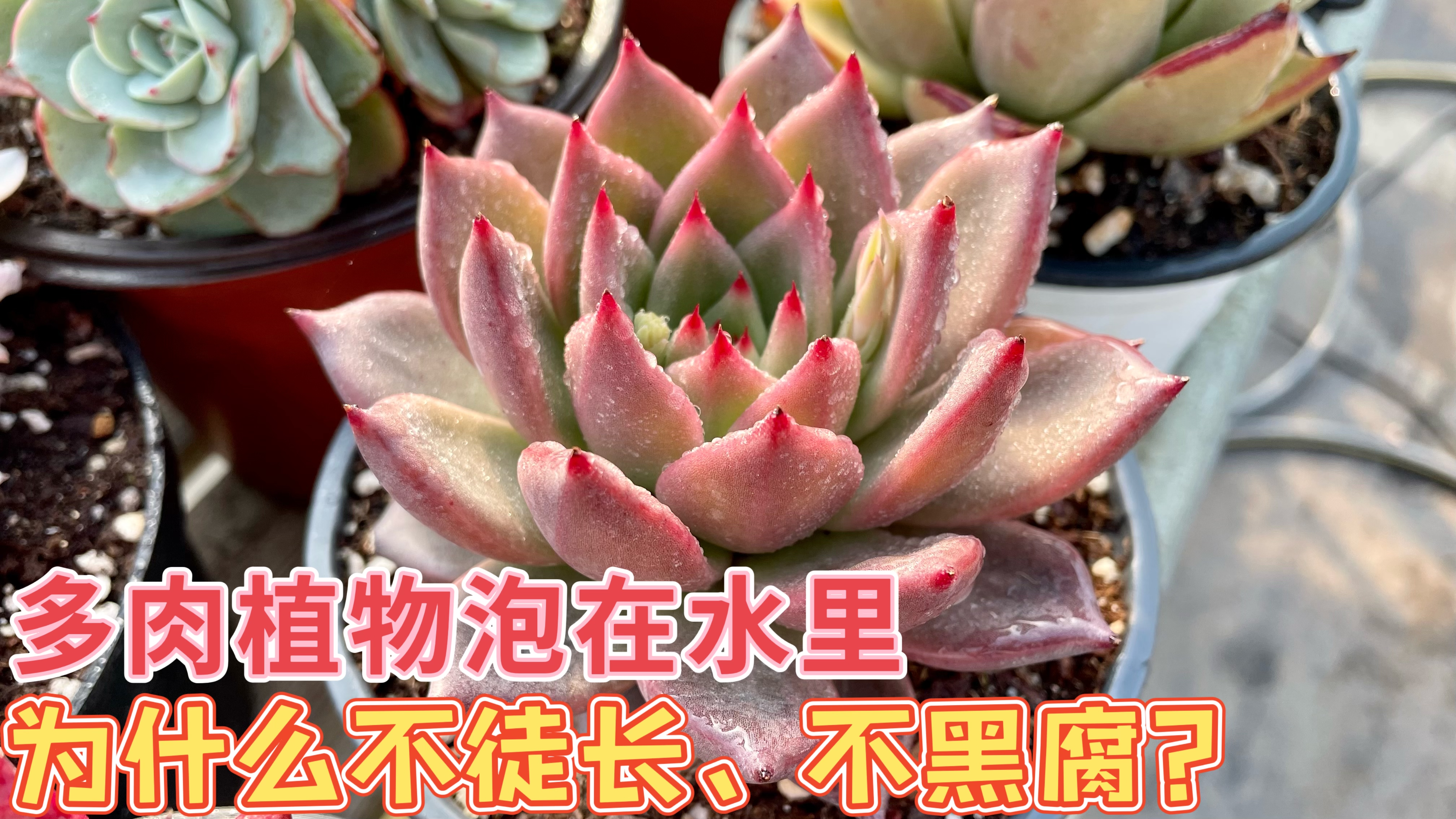 多肉植物长期泡在水里,为什么不会黑腐也不会徒长呢?这里有答案