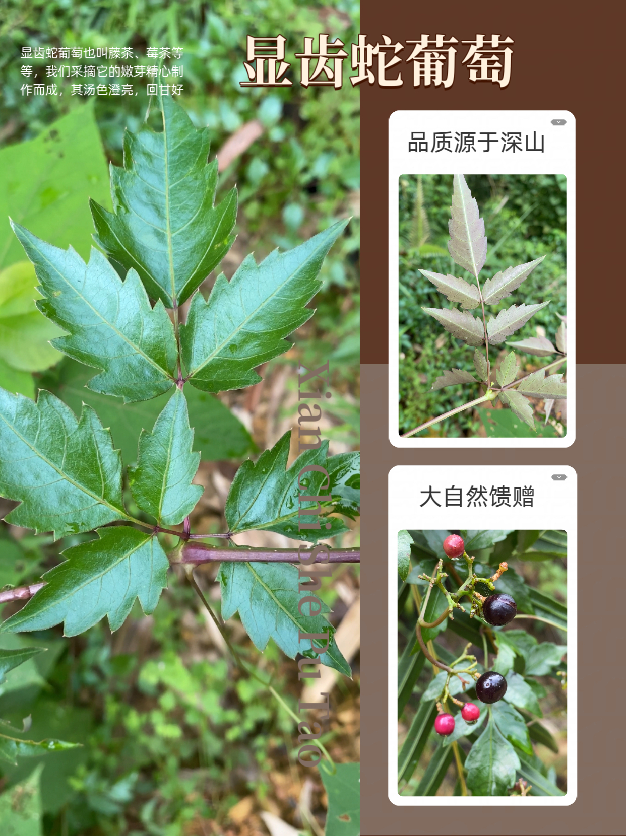 用葡萄科植物显齿蛇葡萄的嫩芽制作成的茶叫作藤茶或者莓茶,我们的