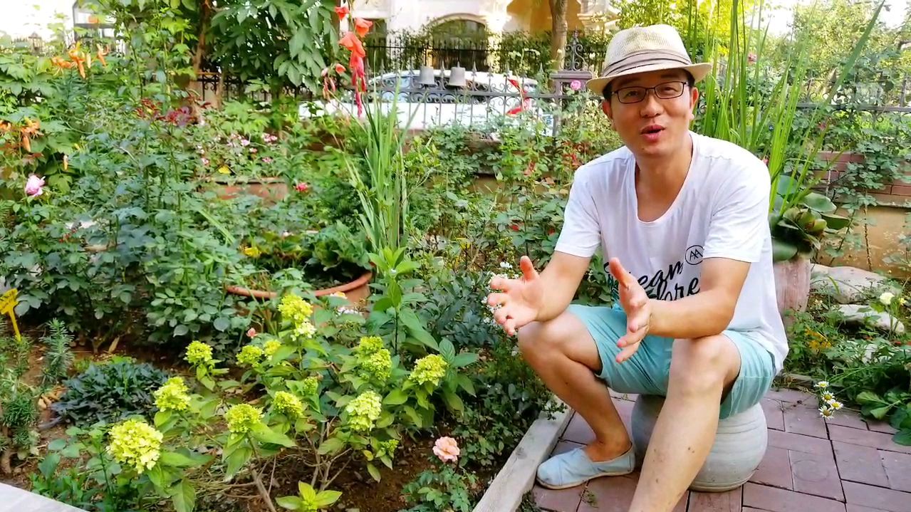如果您有一个院子,您想打造一个花园还是菜园子