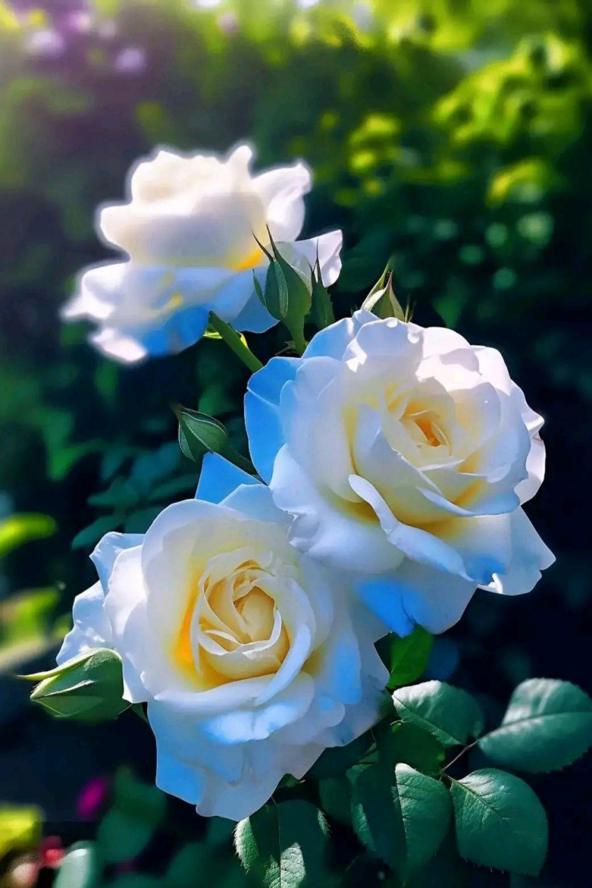 分享图片:双生月季,也叫双生玫瑰,美丽的花花与您共赏,愿您也一样笑靥