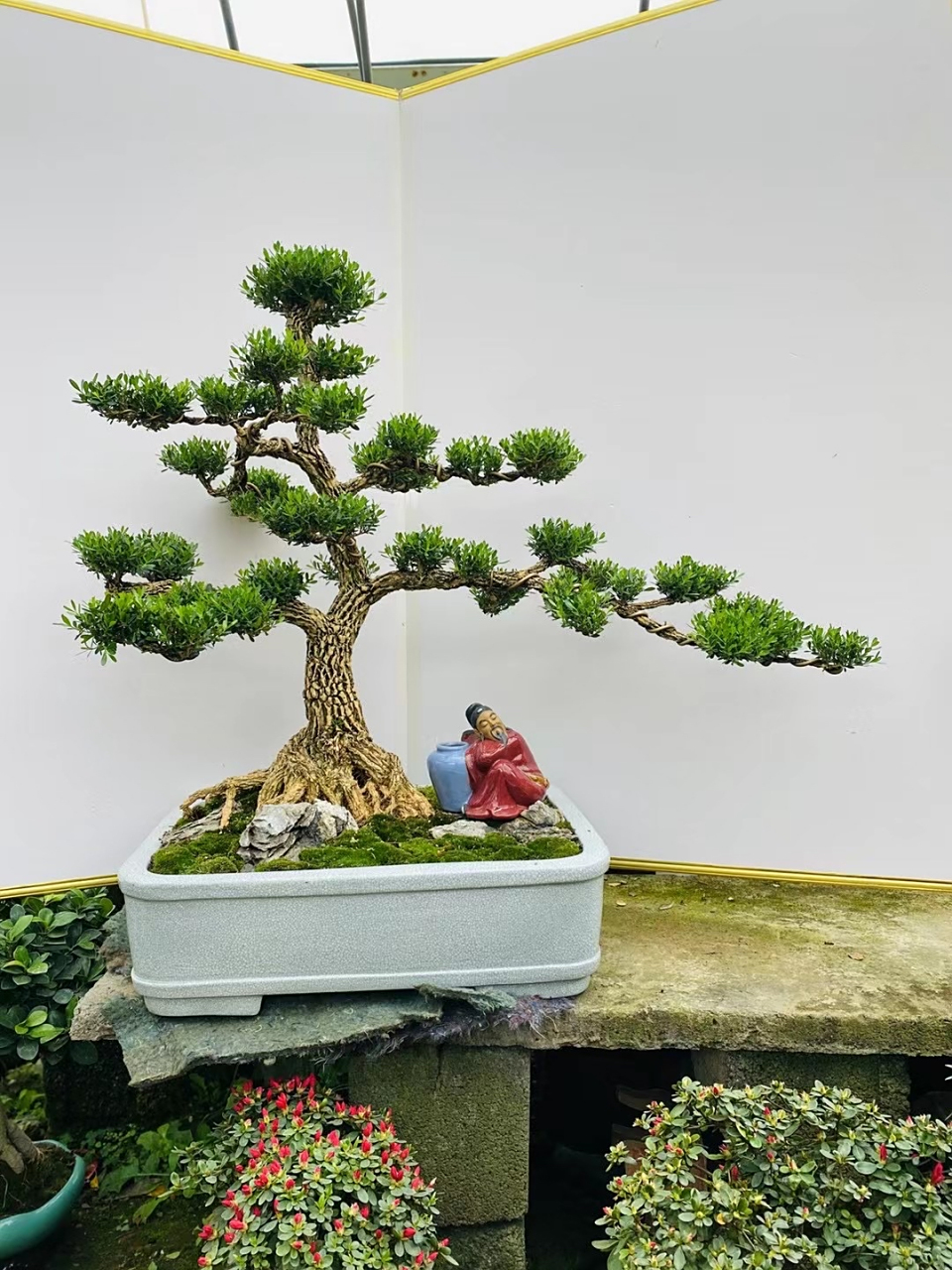 黄杨盆景制作视频教程(黄杨盆景制作视频教程下载)