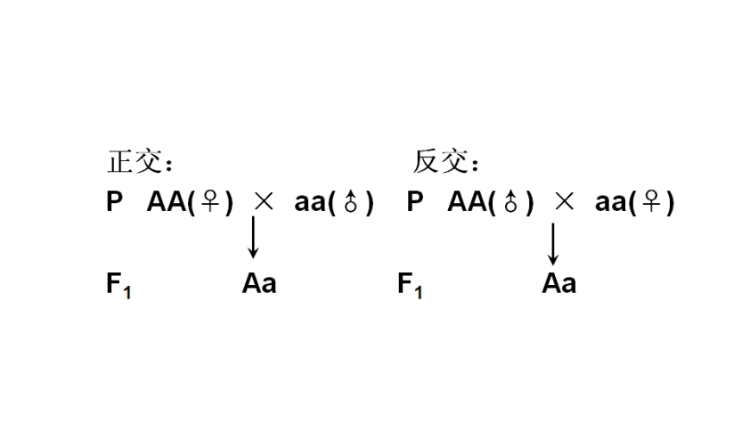 正交反交的概念
