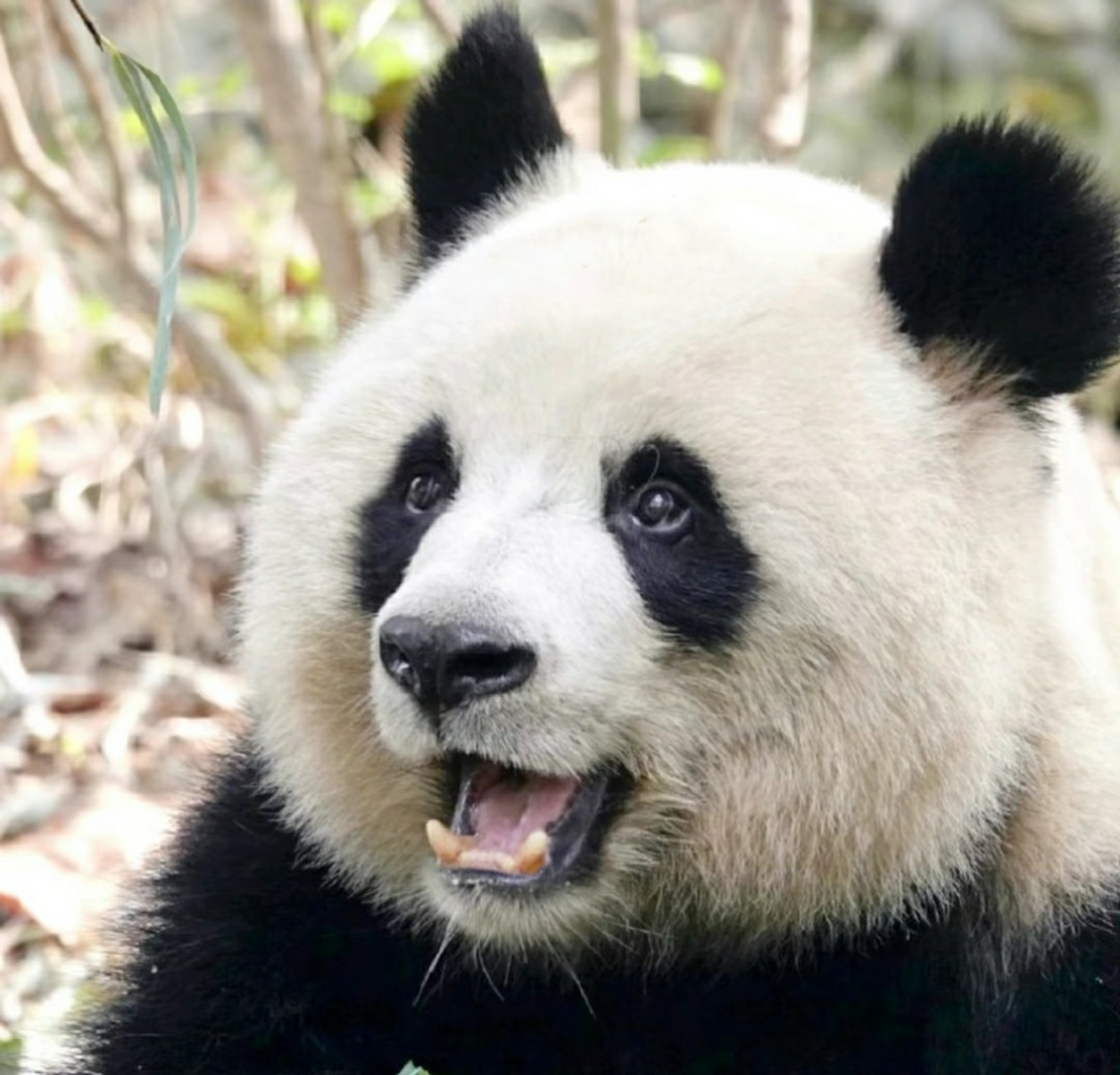 园润女士的新简介[滑稽]