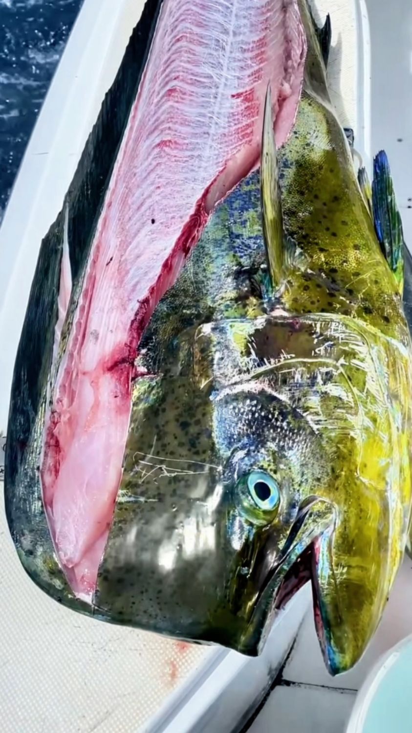 超大个的鲯鳅,而且是条公的,黑哥的手法非常娴熟,一看没少干