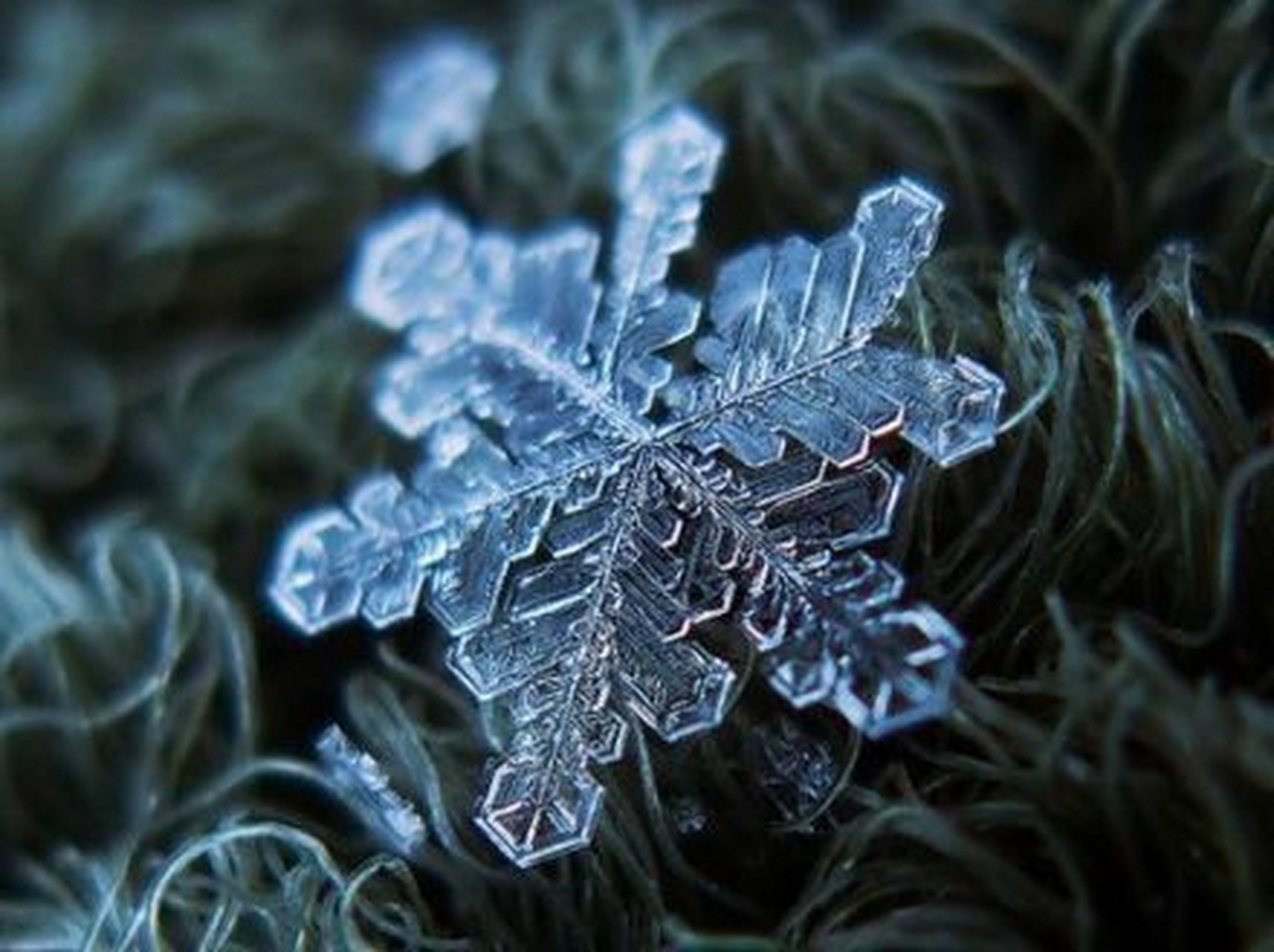 班特利雪花图片