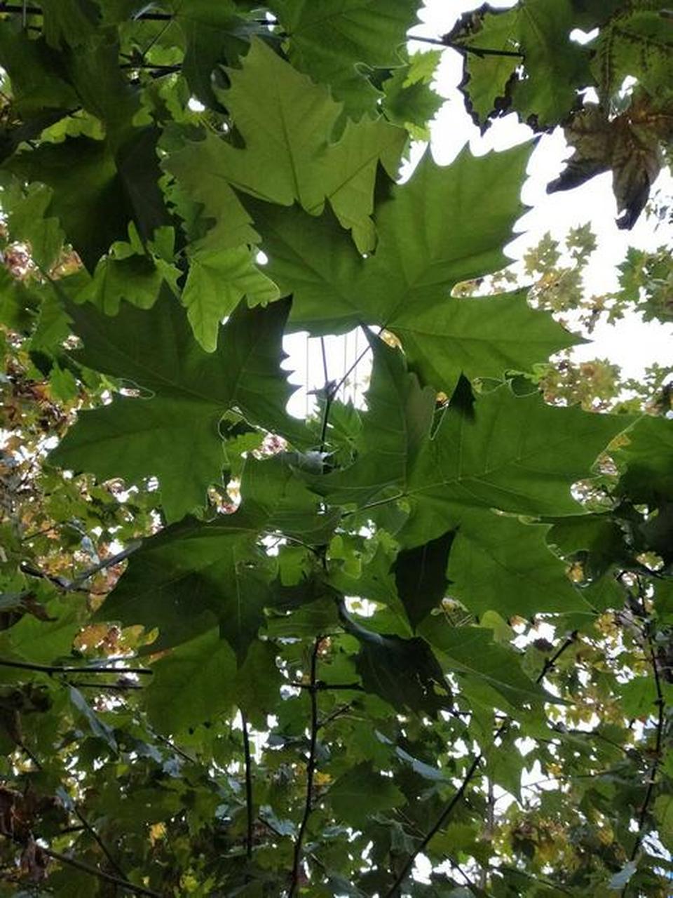 这是小城郎当河边的法国梧桐树  这种树的叶子很有特色