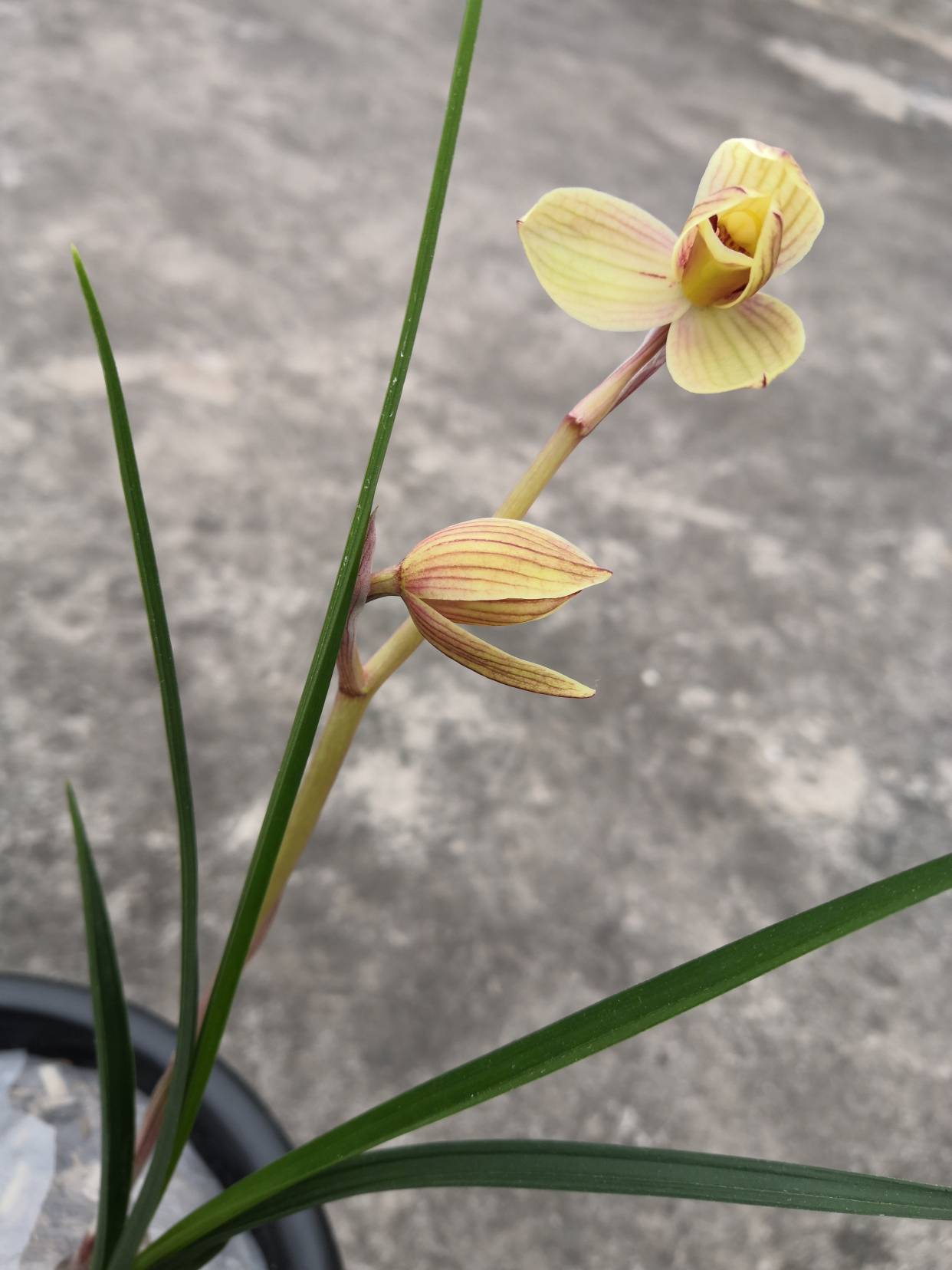 莲瓣兰甸阳金荷的真实开品,很多新兰友都没见过,贵气十足