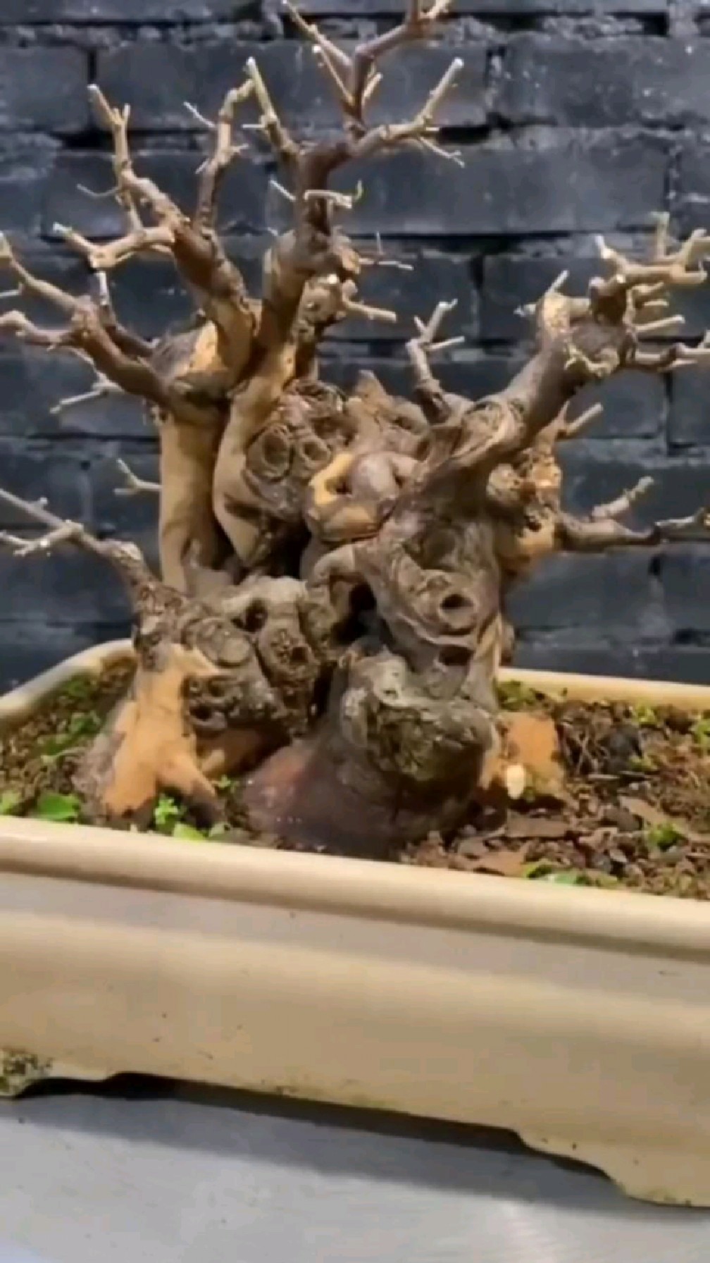 雀梅盆景!矮霸坨坨桩