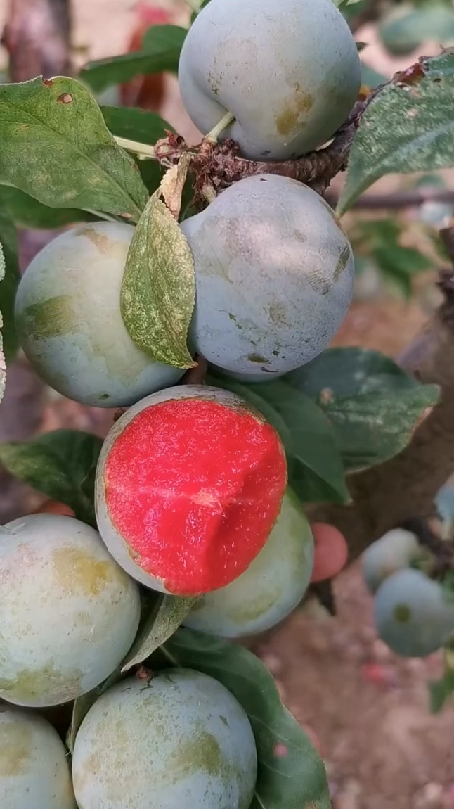 味帝李子苗价格 杏李系列味帝李子苗品种介绍 青皮红肉 自花结实率高