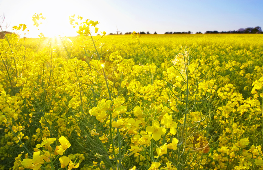 1月,好运连连,鸿运当头,3星座福星高照,幸福美满