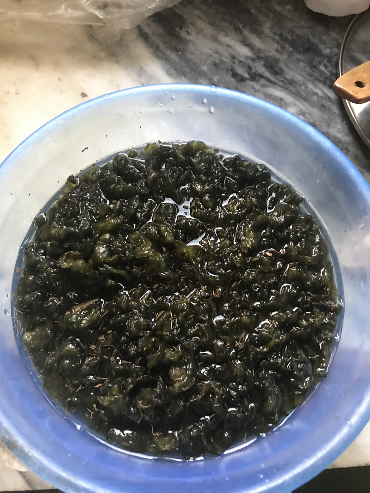 上海安亭新镇公园捡的野生皮皮菇