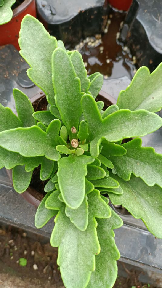 长寿花为什么要打顶?大家不要再有这种错误想法了,真实原因在这