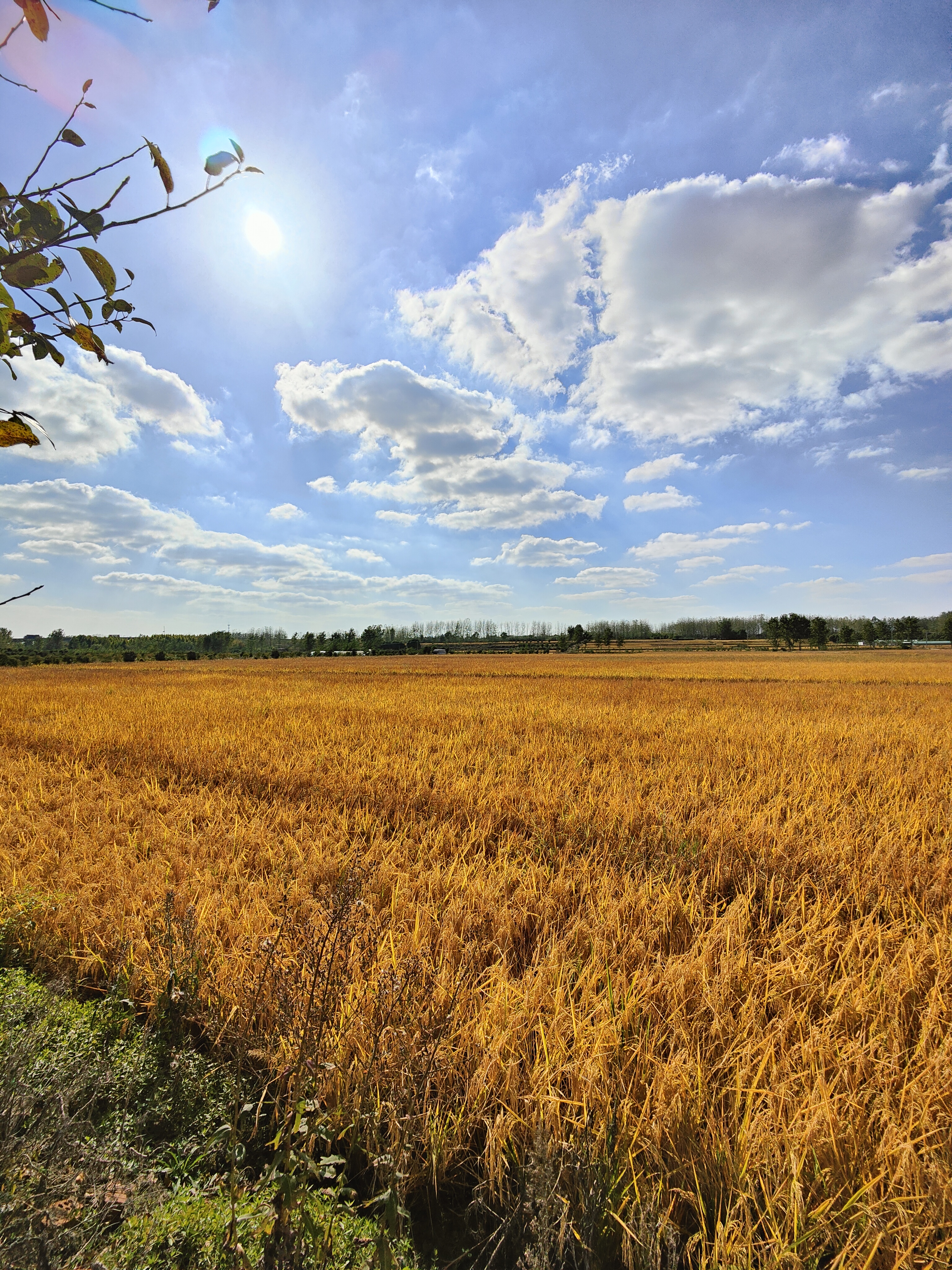 恋山坝上草原—六合区程桥镇