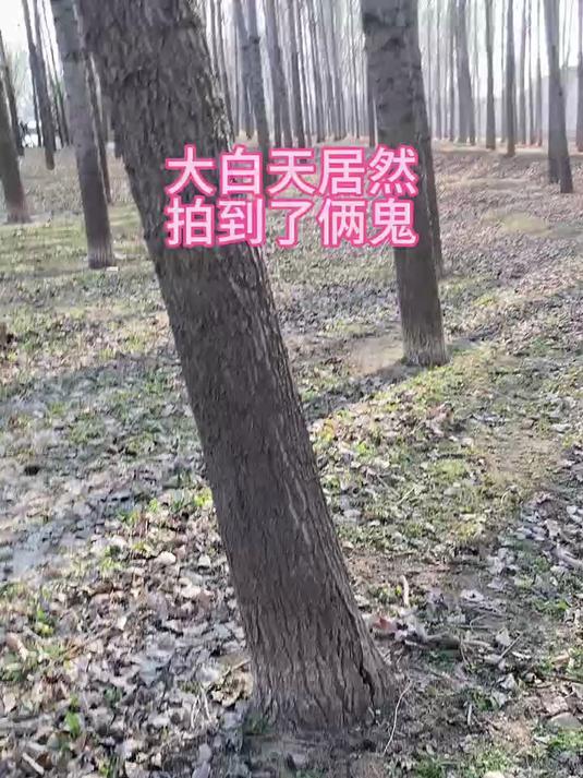 手机镜头可以拍到鬼