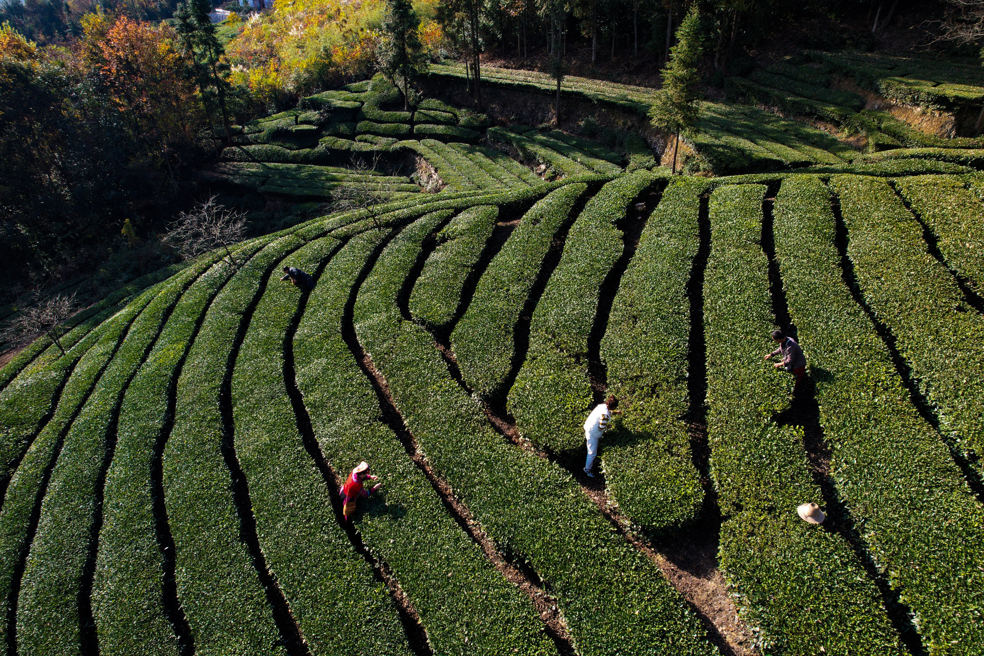 冬日冰雪漫游季# 冬天的茶园树叶落了,湖北宜昌,五峰高山茶园五彩