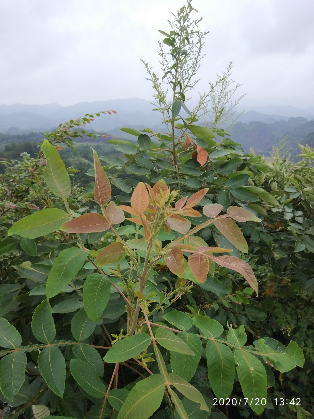 蜜蜂养殖,中药蜜种之一的五倍子蜜的蜜源植物——五倍子