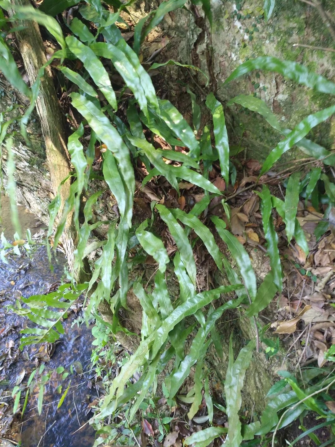 野生江南星蕨,生长在大树或石壁上寄生植物,可以药用