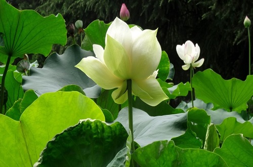 绿牡丹荷花碧绿如玉,稀世罕见