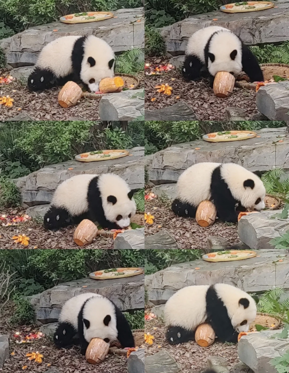 成都大熊猫基地没白来!  早上六点起来～6.