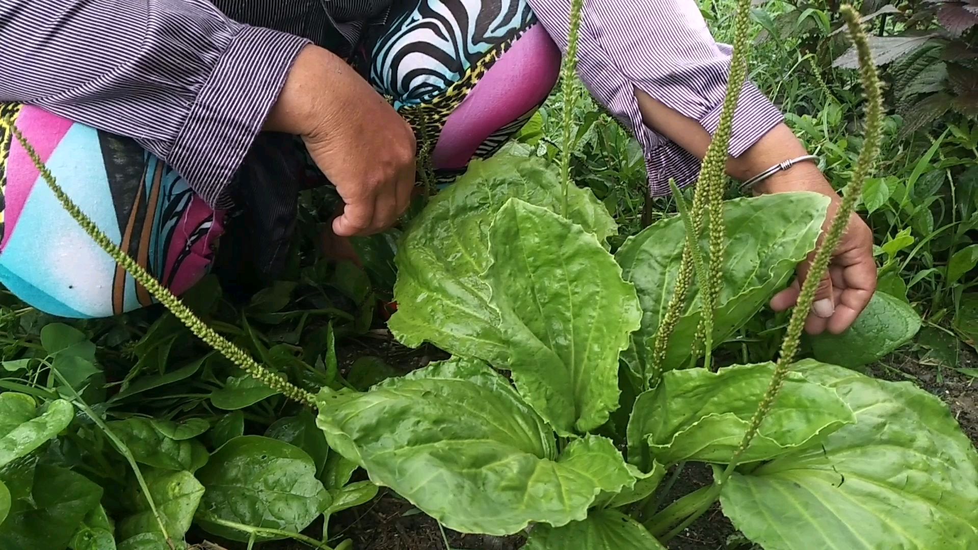 农村这种植物叫大车前草,清热解毒,大姐常用来吃上火,药食兼用