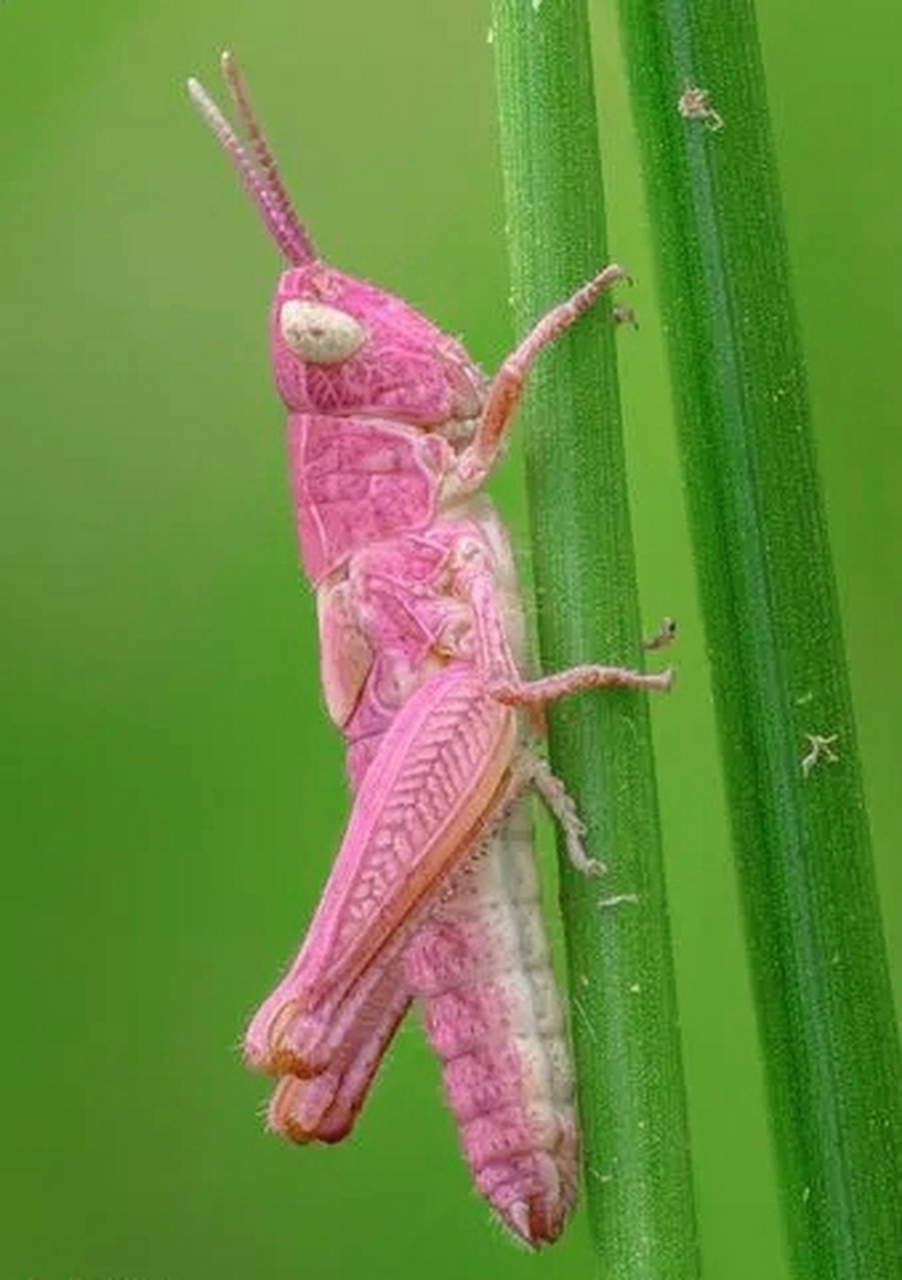 粉红色蚱蜢,停在绿叶上,视觉冲击强烈.#动物趣图