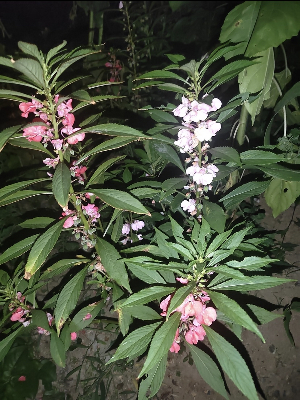 凤仙花染指甲,叶子,茎,花都可以染哦,健康又好看,快去试试吧!