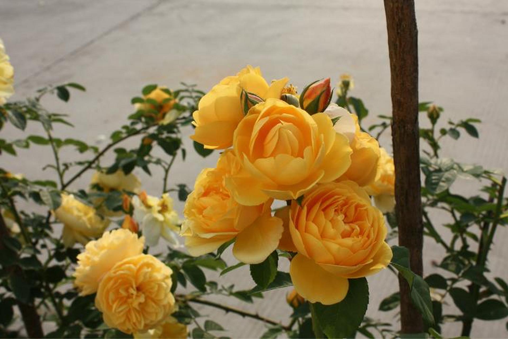 月季花—托马斯.