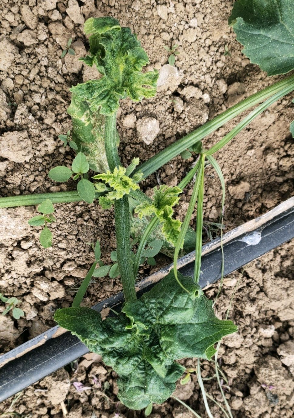 西葫芦病毒病近期很严重