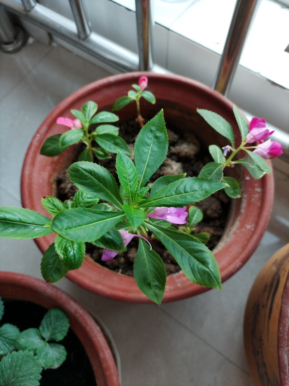 [小红花]凤仙花,开花了[小红花][小红花][观望].