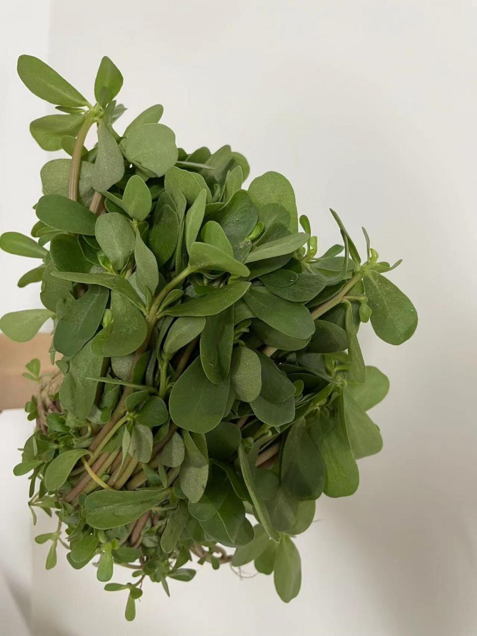 马齿苋敷脸竟然能去斑!