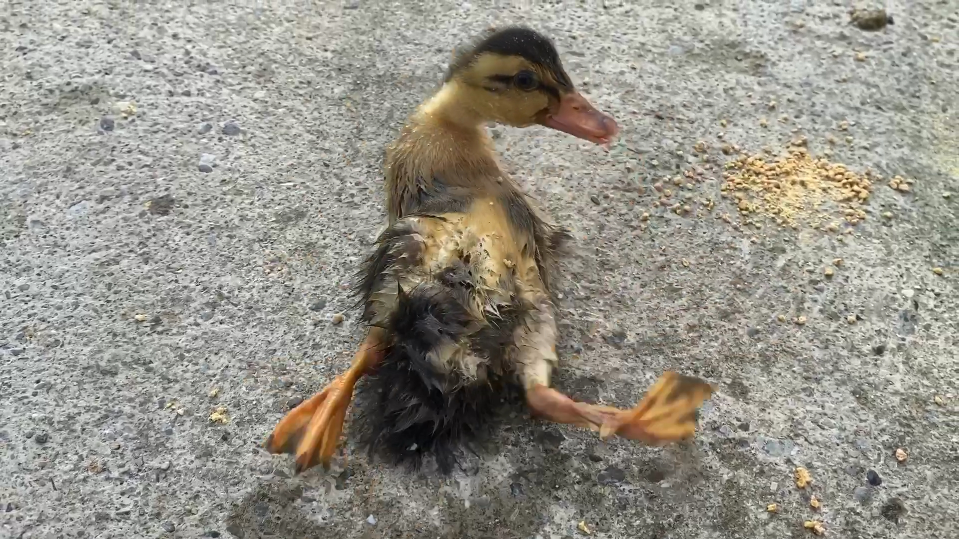 小鸭子摔倒后起不来,表情太萌