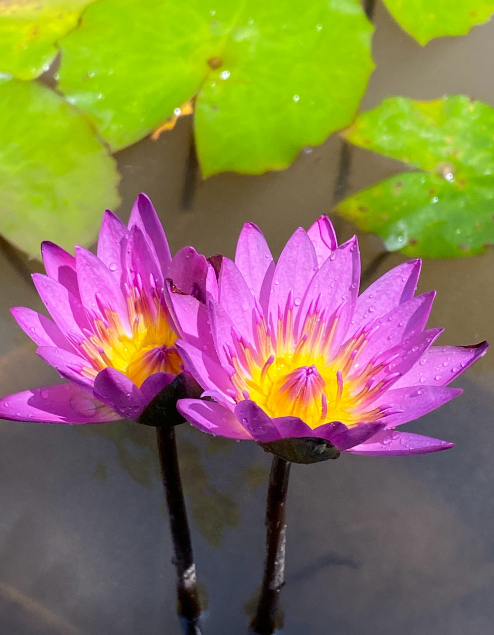 依偎,并肩秀恩爱的鲁比睡莲 #美好假期在旅途