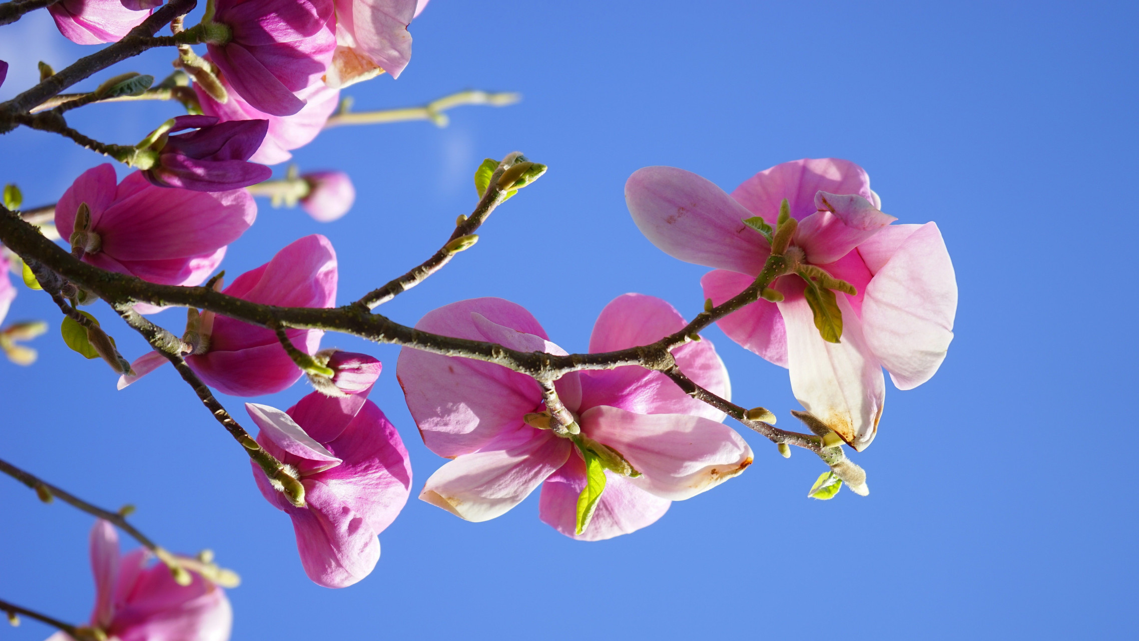春天是一个充满生机和希望的季节,它象征着万物复苏和新的开始.