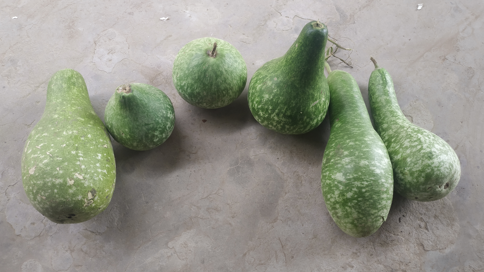 瓠瓜具备观赏性,但能不能食用呢?