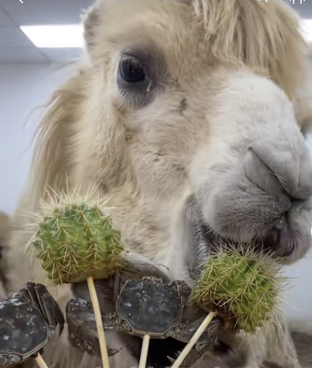 给大家看看骆驼都吃的啥,难怪在沙漠里能生存呢