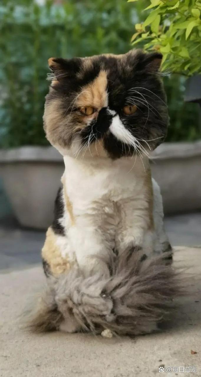 网友:第一次见长相这么丑的猫猫,真是一点也不萌啊#哈基咪# #趣图搞笑