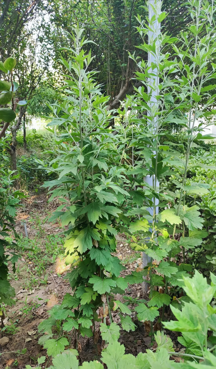 艾草要连根拔起的那种,挂的时候要根朝上; 3.