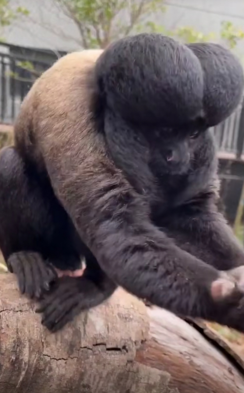 看看这是啥猴子啊,怎么那么另类!#搞笑# #趣图搞笑# #搞笑内涵图