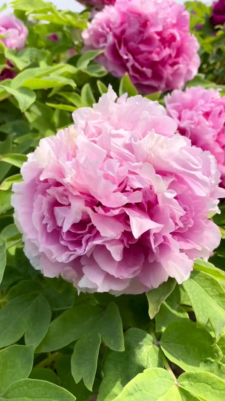 牡丹欣赏红花露霜观赏牡丹国色天香牡丹花