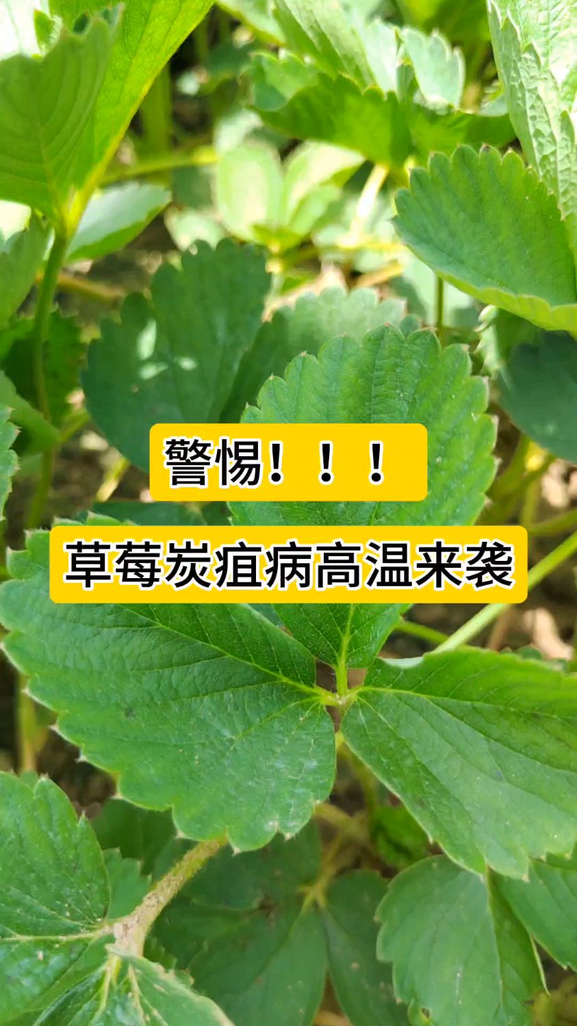 警惕草莓炭疽病高温来袭