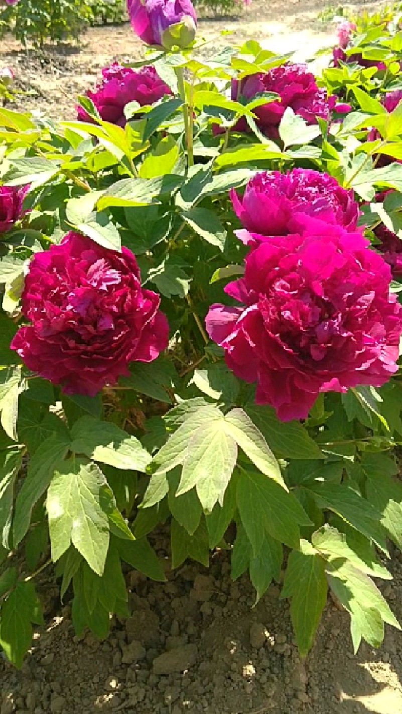 百园红霞,唯有牡丹真国色,花开时节动京城