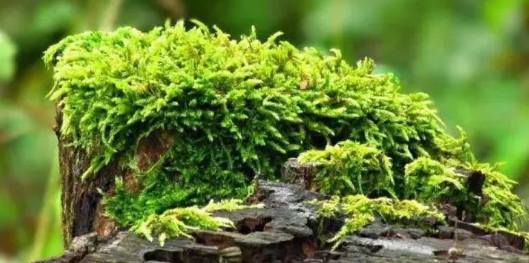 低等植物有丝分裂