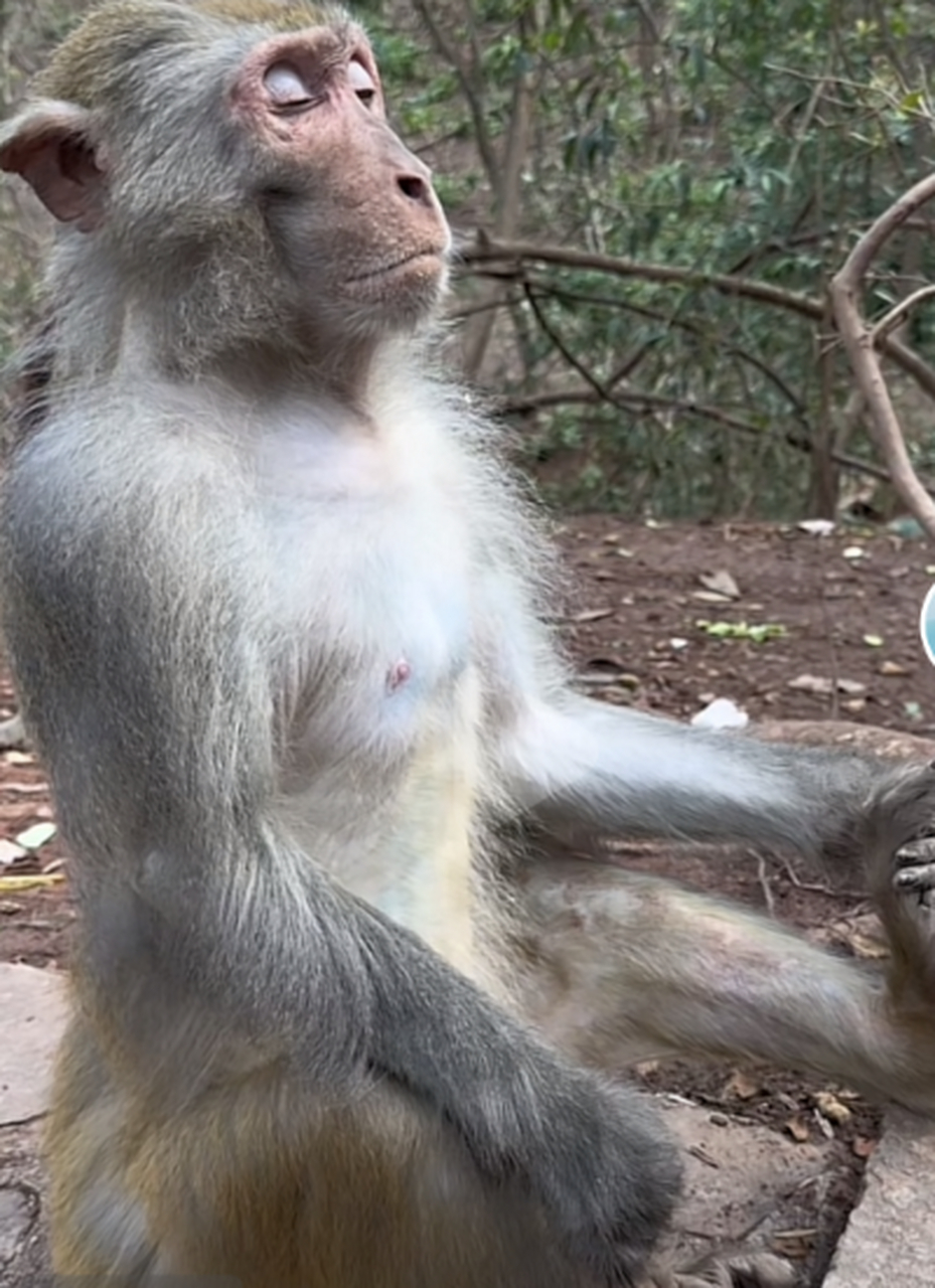 贵州"美猴王"端坐地上闭目养神,神情悠闲,正在打坐冥想.