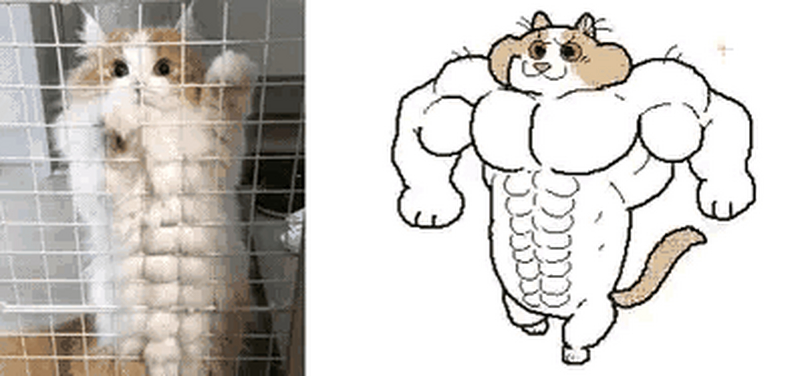 猫猫这有10对腹肌?[二哈]