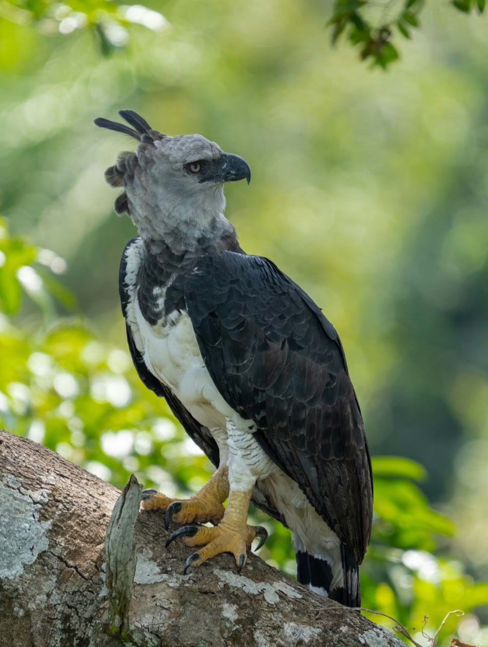 2024年必须要重回巴西,拍摄那里的众多明星物种,要不要一起?