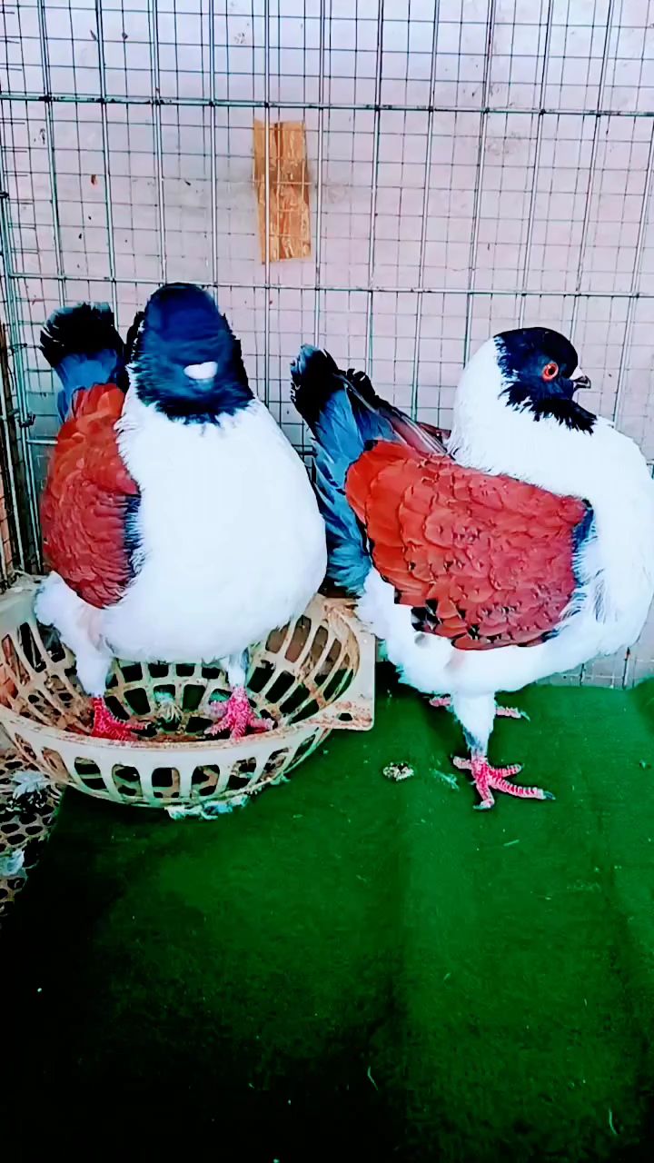 元宝鸽和摩登娜观赏鸽长的体型一样