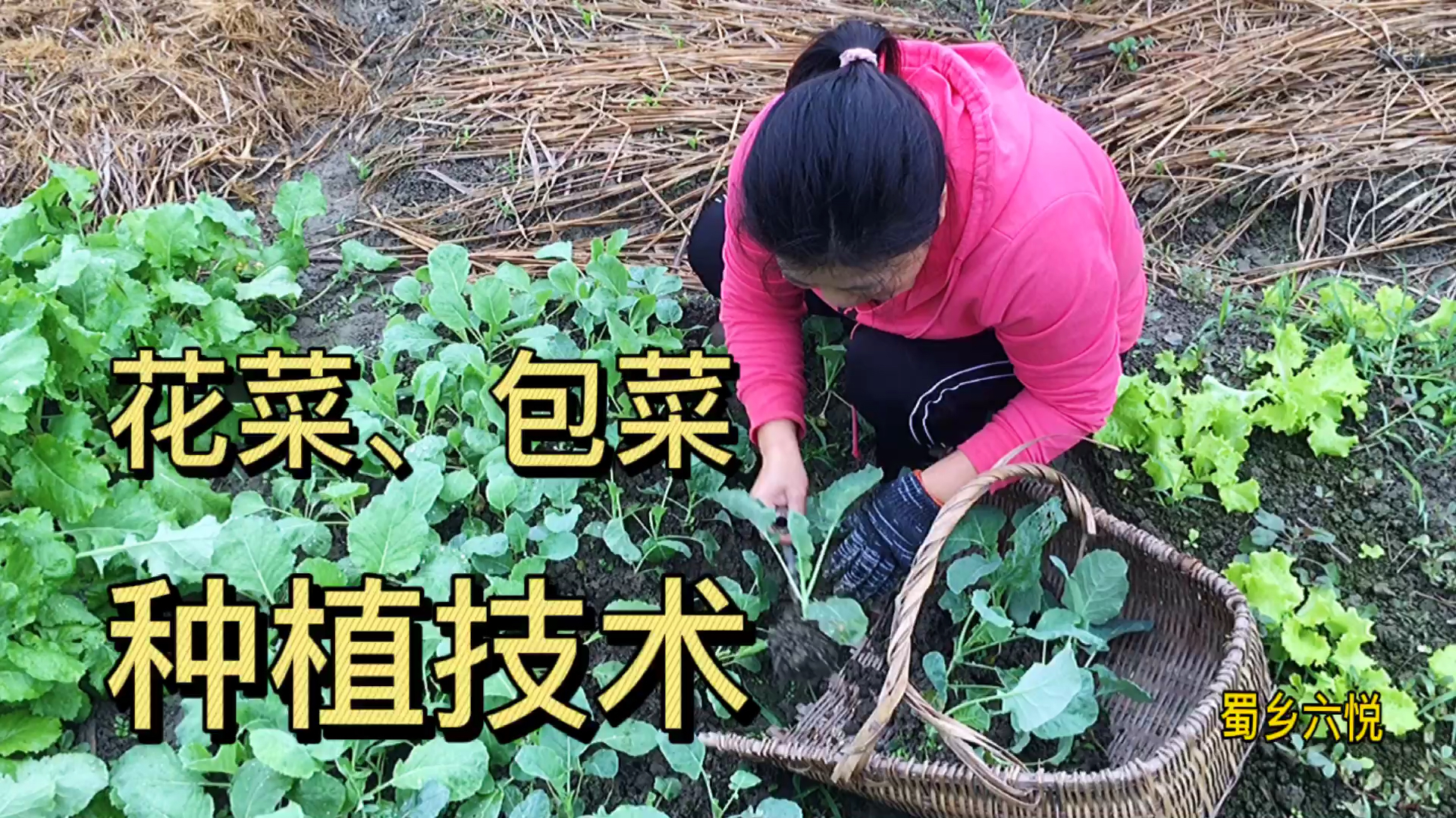 秋季花菜、包菜定植时间很重要,晚了不包心,做好这些产量高
