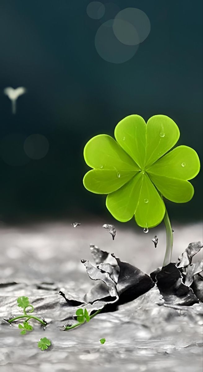 放在心中,让美好的愿望在这里生根发芽,为您带来无尽的幸福与好运