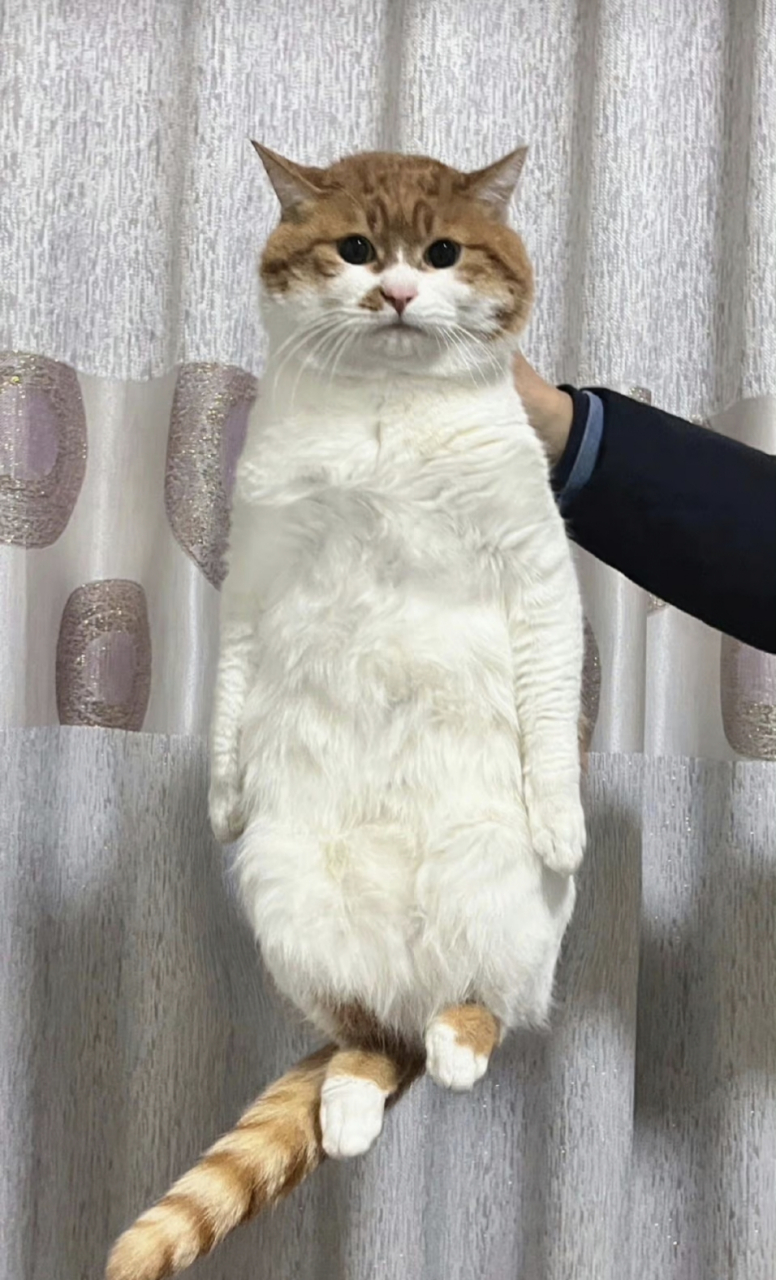有些猫把它拎起来就老实了